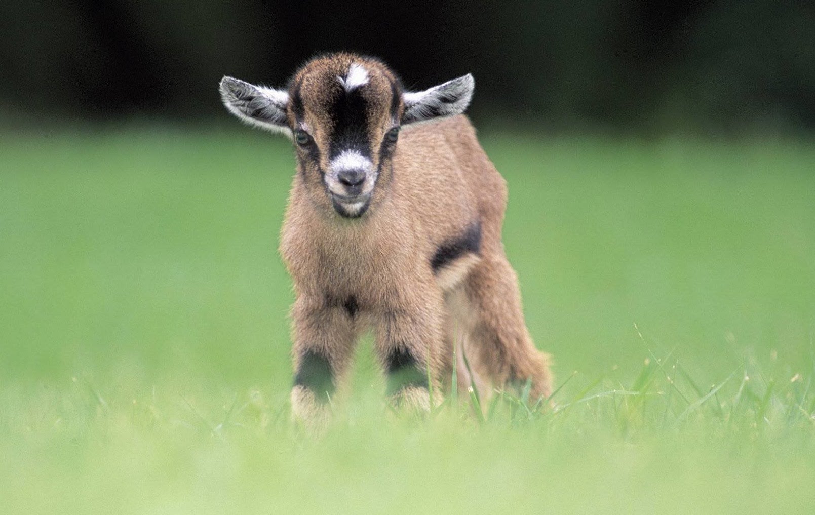 baby-goat